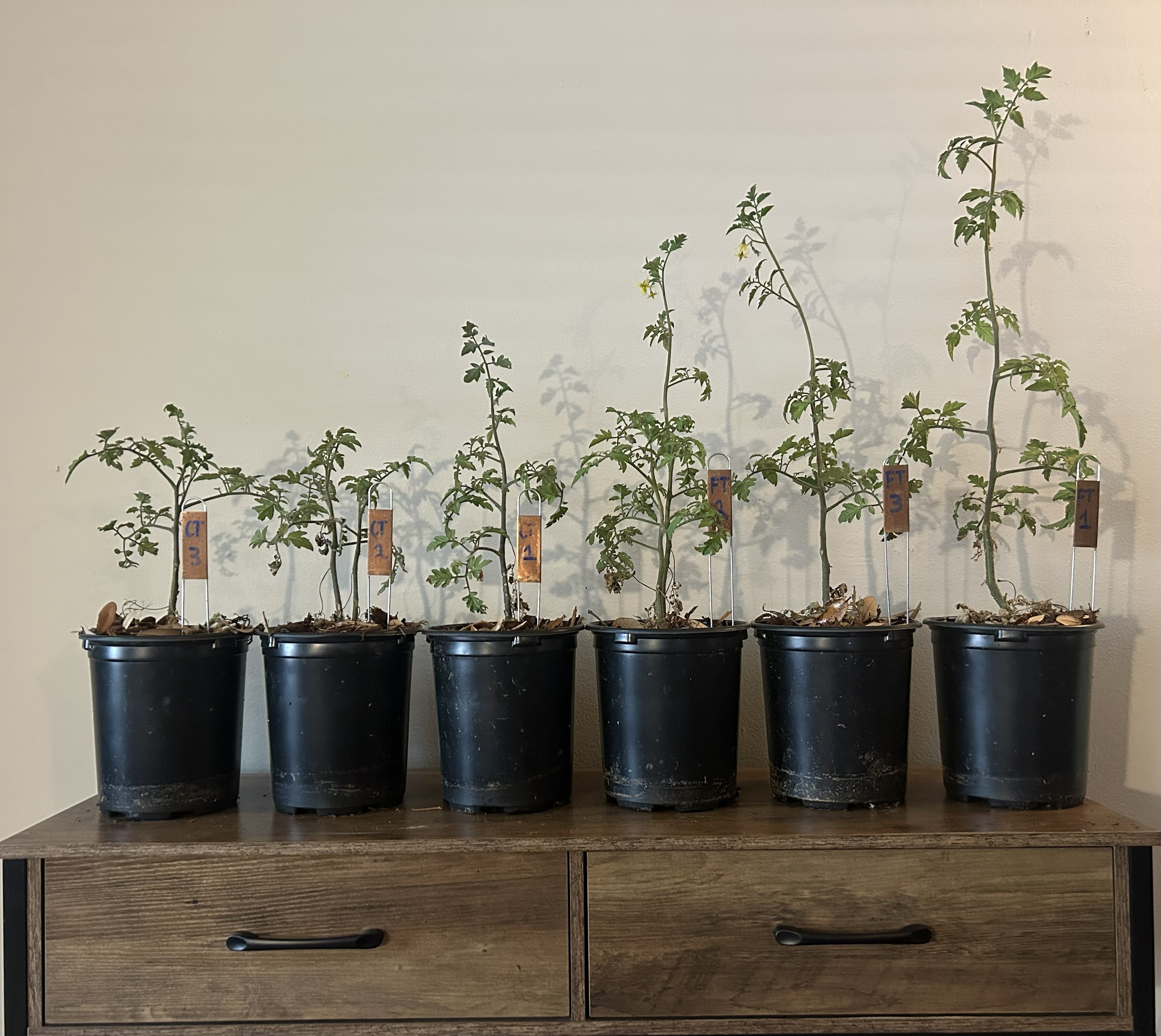 Frass soil amendment